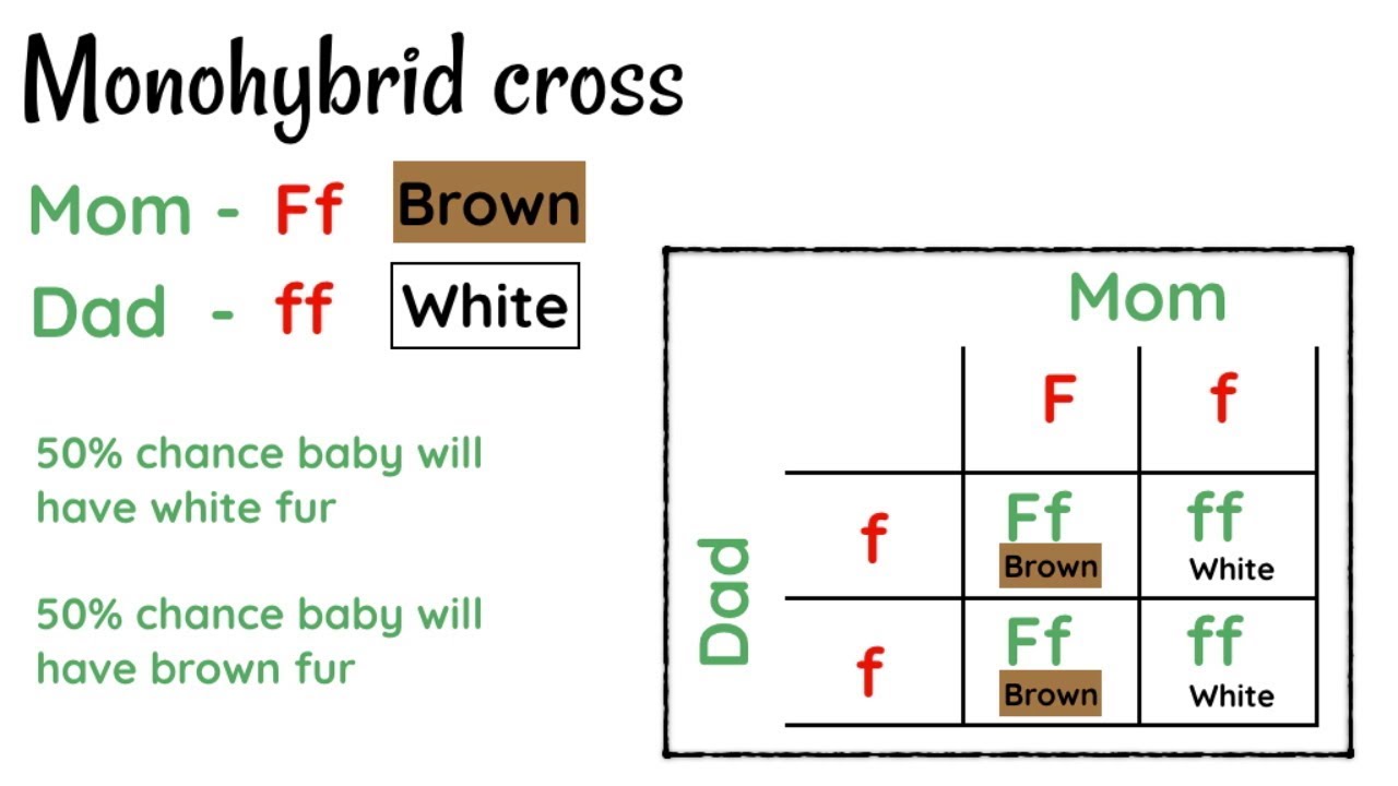 Monohybrid Inheritance