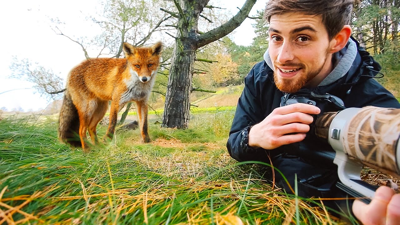 Füchse fotografieren