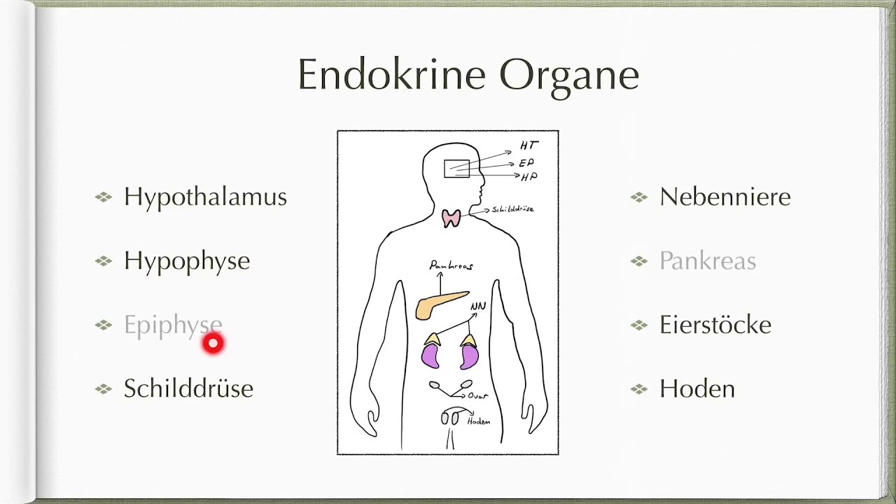Einführung in das Hormonsystem | Einfach erklärt!
