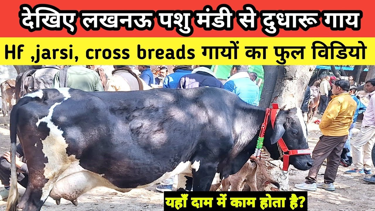 देखिए Hf, jarsi, cross breads गाय की सबसे सस्ती पशु मंडी || bajnagar | lucknow pashu bajar