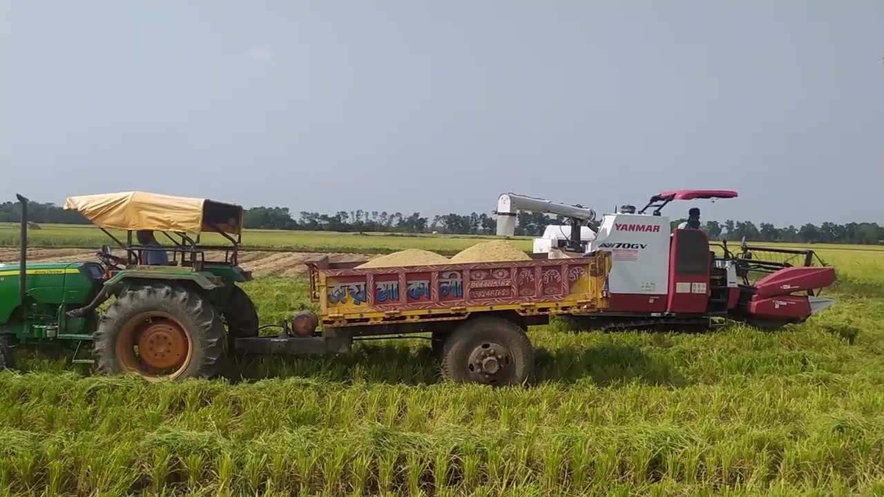 Yanmar chain harvester paddy Unloading Video#yanmar#chain#harvester