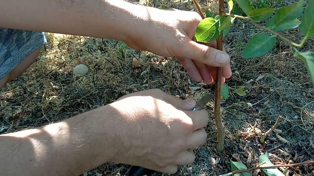 Присаждане / ашладисване на спяща пъпка слива Санта Роса