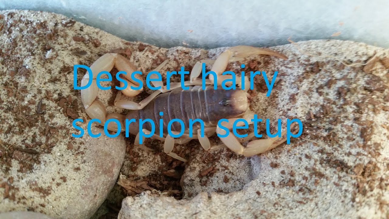 Desert hairy scorpion setup