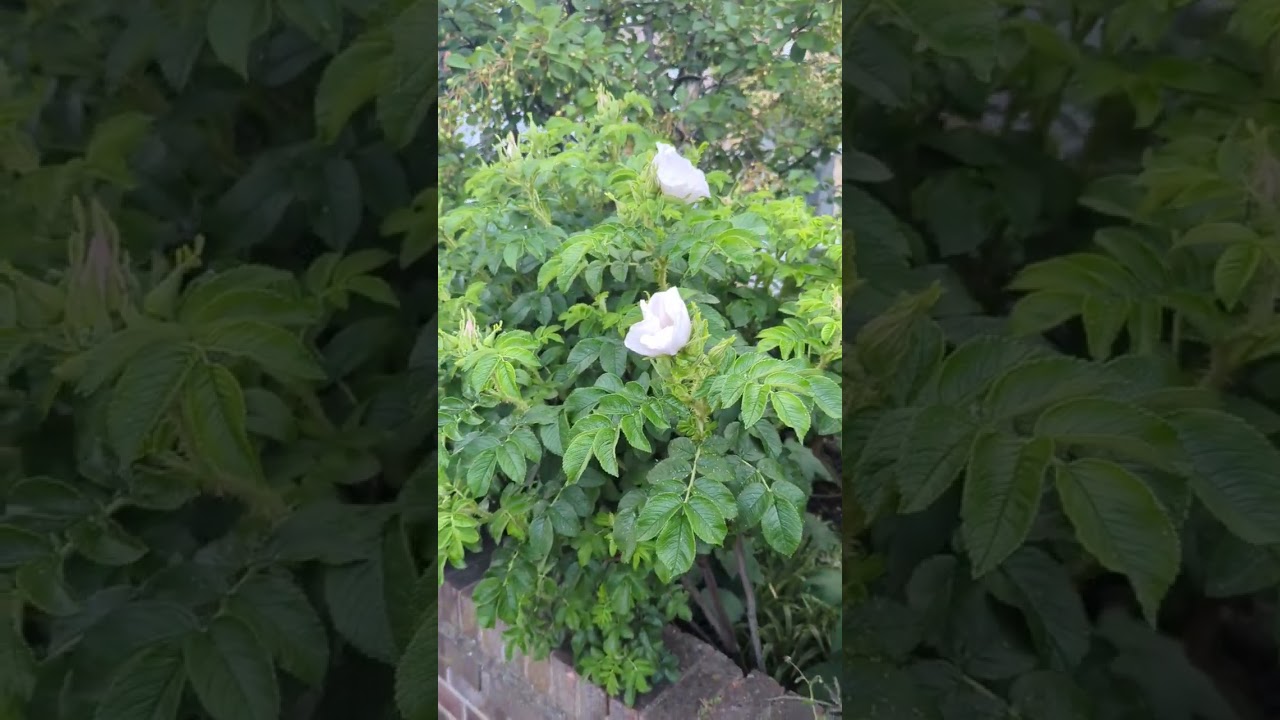 flower 💐🌹🌹#flowers #florida #flower #viralvideo