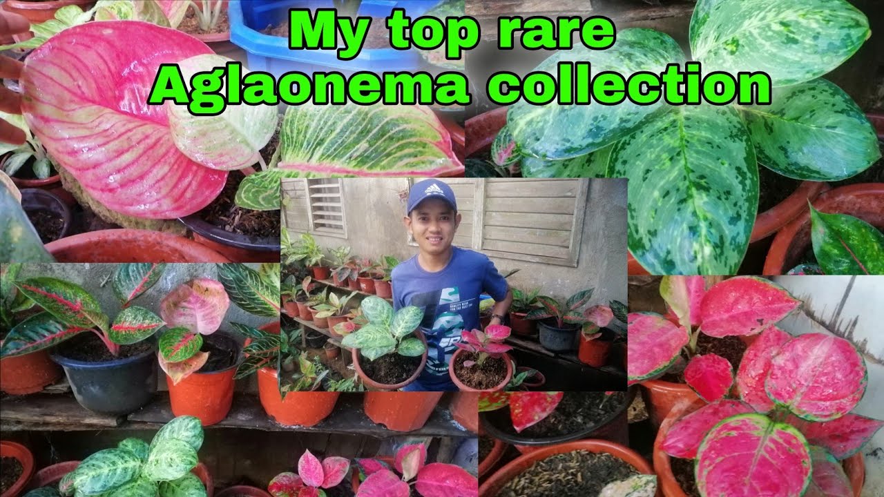 My rare Aglaonema collection/ names and varieties