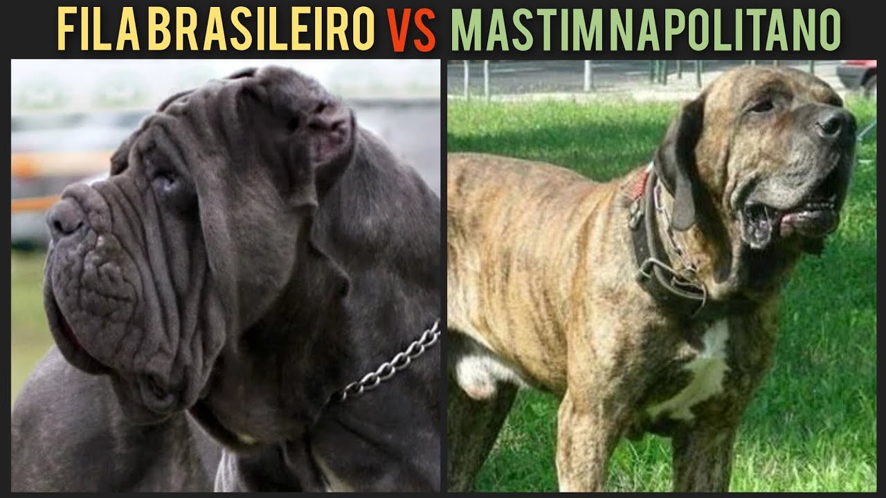 FILA BRASILEIRO VS MASTIN NAPOLITANO- QUEM VENÇE?