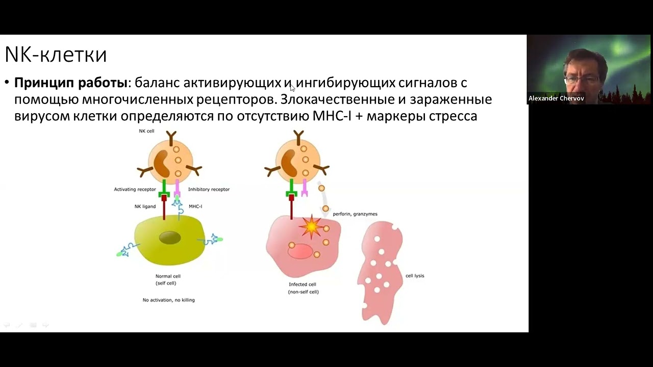 Елизавета Минина 