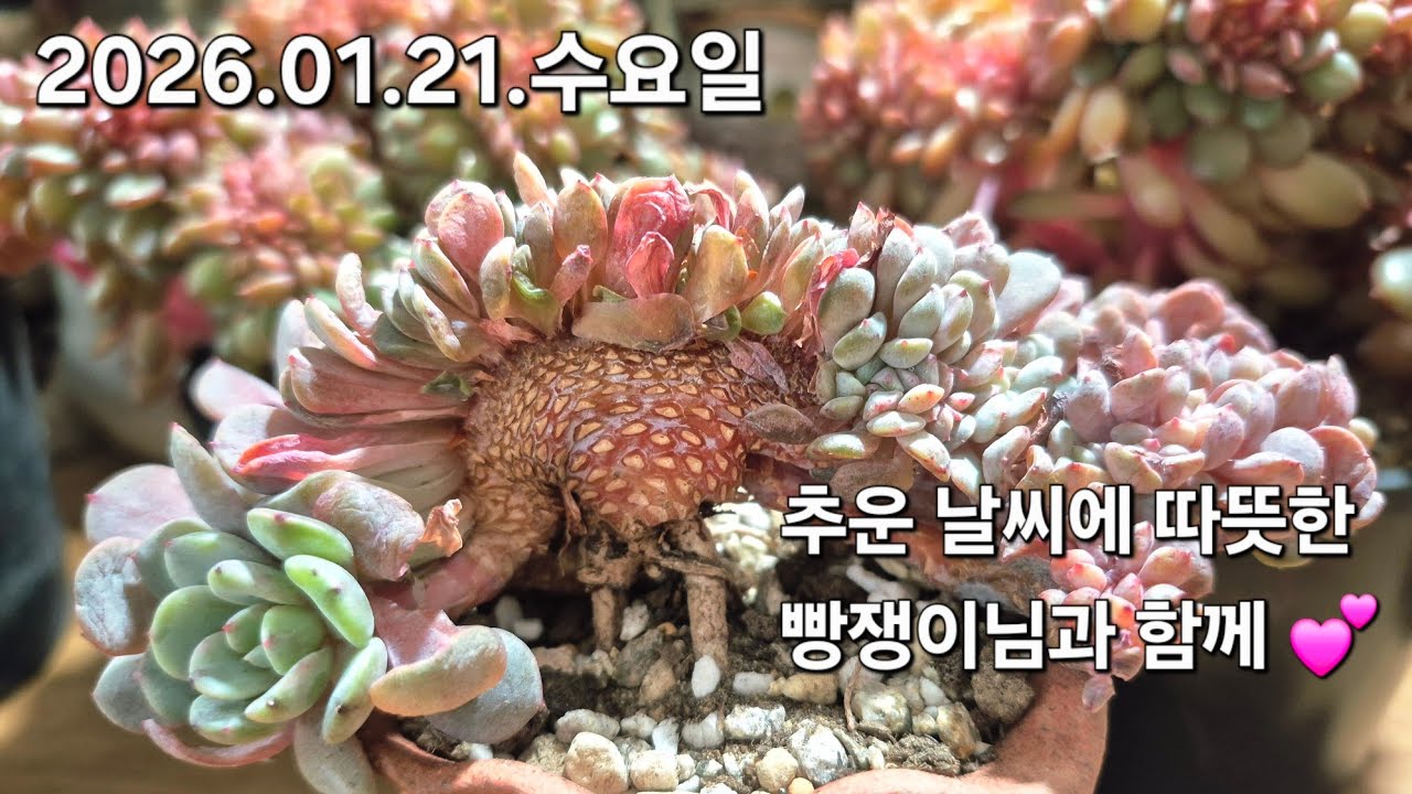 고양 구름다육 라이브 방송