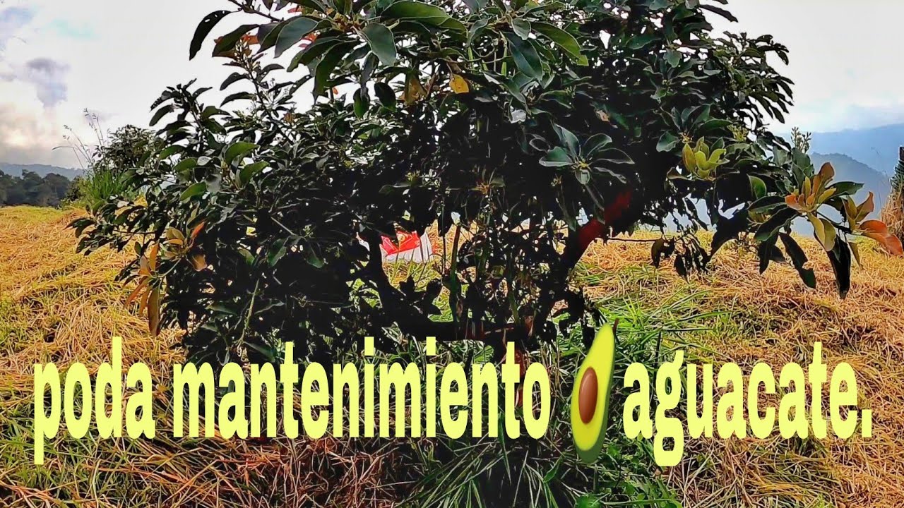 poda mantenimiento aguacate