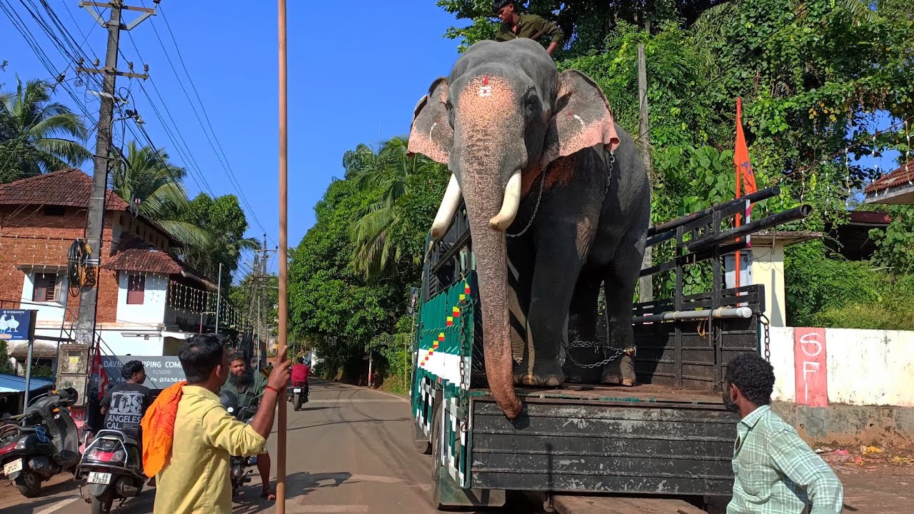 മാസ്സ് എൻട്രിയുമായി തോട്ടക്കാട് വിനായകൻ🔥| Thottakkad Vinayakan |Kizhoor Pooram |Vinayakan And Mahout