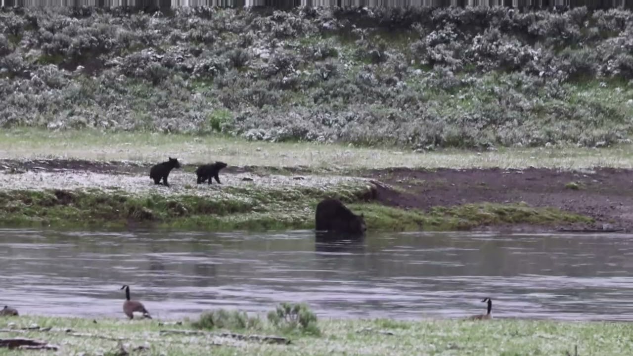 Grizzly Bear can't coax cubs to cross the Yellowstone River