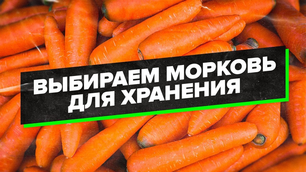 КАК ХРАНИТЬ МОРКОВЬ ЗИМОЙ? ЛУЧШИЕ СОРТА и СПОСОБ ХРАНЕНИЯ