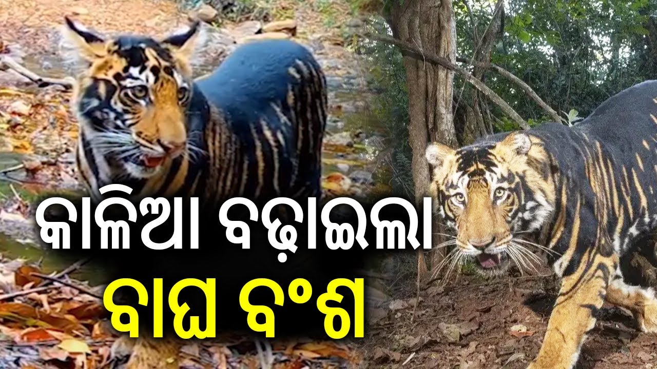Kalia: The Tiger That Revived Simlipal&rsquo;s Big Cat Population | Kalinga TV