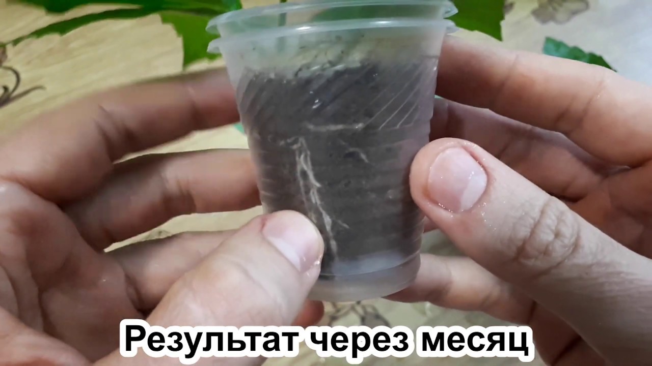 Как укоренить гибискус: ПЯТЬ правил. ТРИ способа + конечный результат.