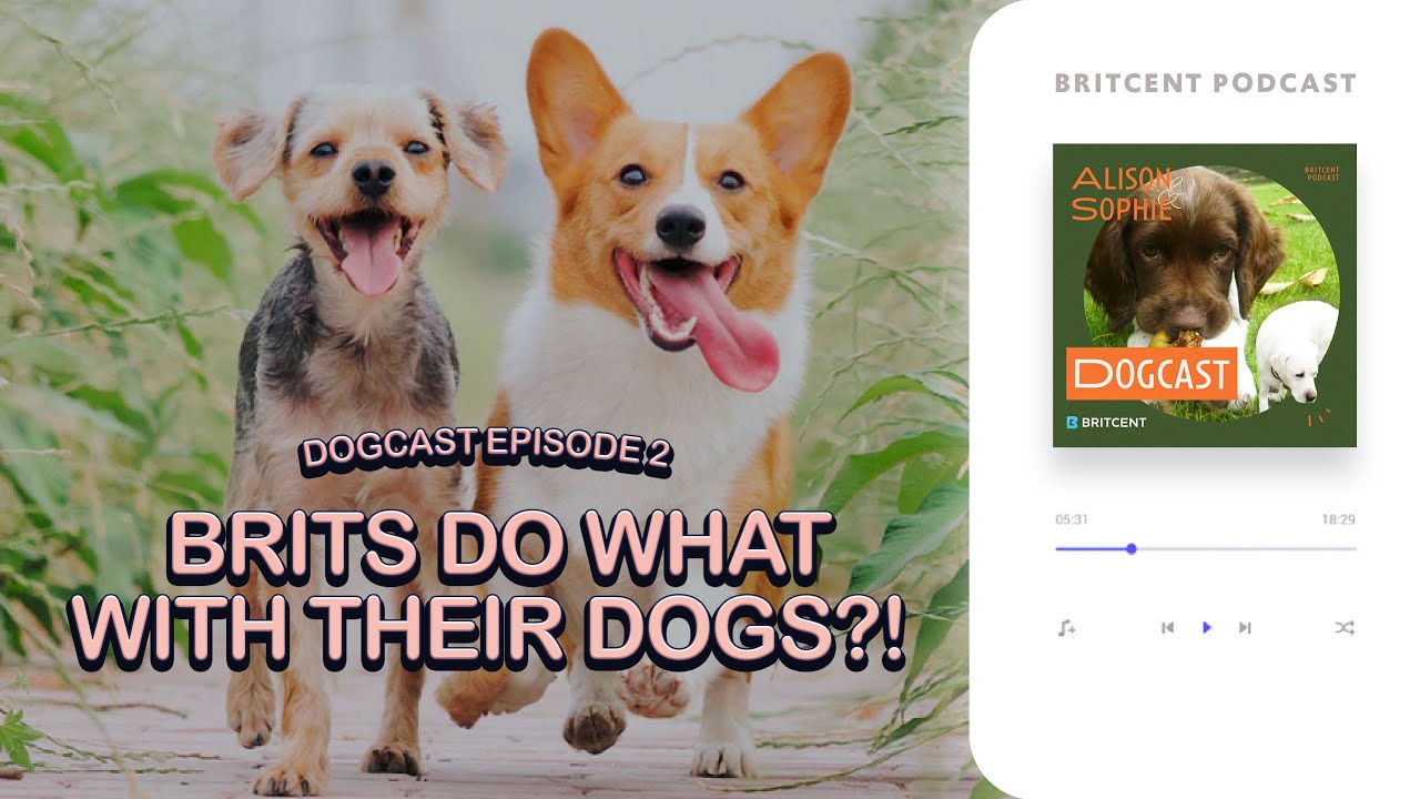 Shocking Things Brits Do With Their Dogs! | Learn Conversational English With Britcent 'Dogcast'