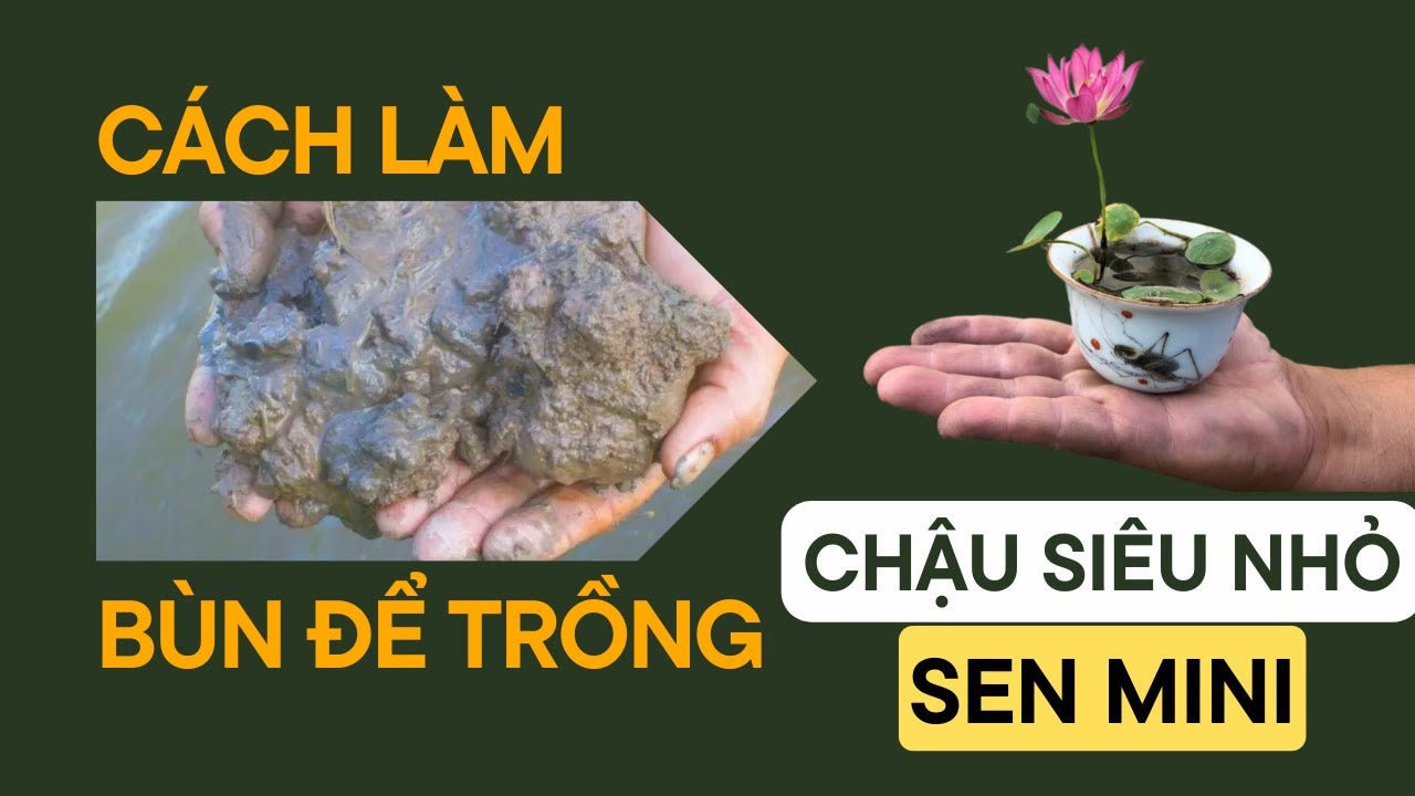 CÁCH LÀM BÙN TRỒNG SEN HIỆU QUẢ | HƯỚNG DẪN TRỒNG SEN MINI - Make Lotus Mud | Sen Tuệ Minh