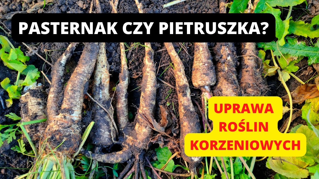 WYKOPKI WARZYWA KORZENIOWE Pasternak pietruszka Uprawa roślin korzeniowych Mega zbiory ogród