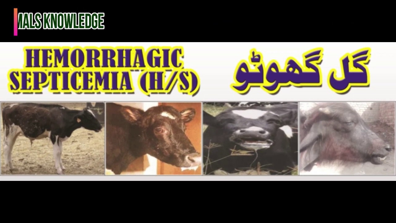 Galghontu Hemorrhagic septicemia in cattle lecture 1 by Dr Murtaza Khalil ANIMALS KNOWLEDGE