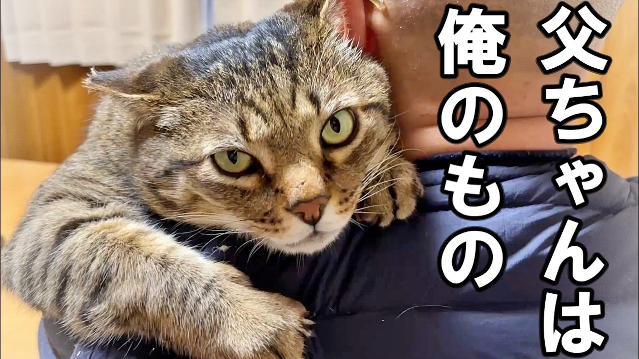 生まれてから8年間ずっと野良猫だったオッサン猫が赤ちゃんになりました#6【家猫生活27～72日】