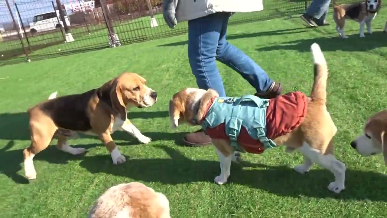 ﾋﾞｰｸﾞﾙ犬ﾌﾞﾛｸﾞ&ldquo;TARO＆JIRO&rdquo;とともに Enjoy life! ｢久々にオフ会に参加したTARO&JIROでしたが&hellip;｣