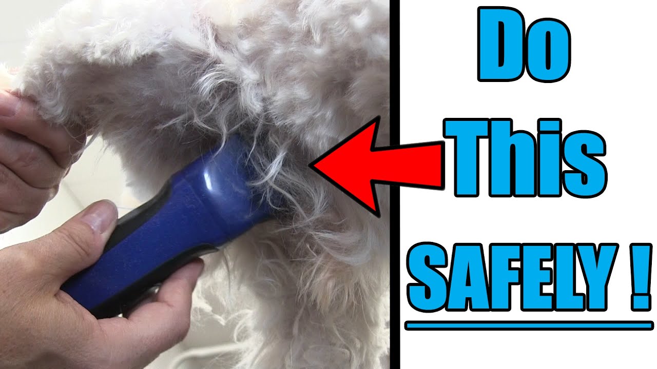 Sanitary Clips For Dogs | Expert Grooming Safety Tips!
