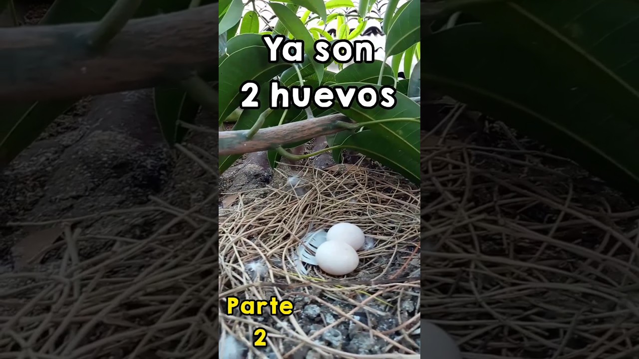 Revisando el nido de las palomas... &iexcl;ya son 2 huevos! #animal #granja #gallinas #palomas #pichones