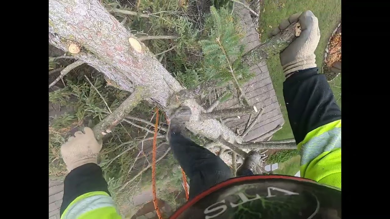 Storm damaged spruce tree falls on house!#work #dangerous #treeremoval #arborist #chainsawman #gopro