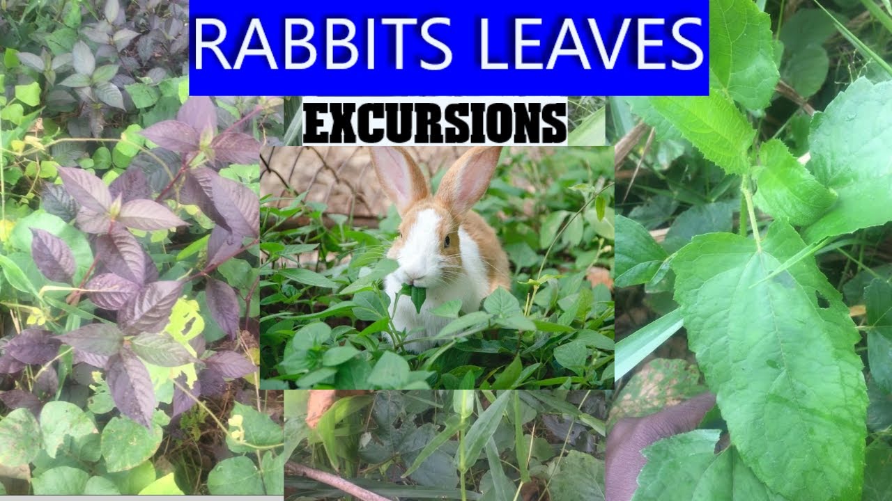 Rabbits leaves/ feed Excursions