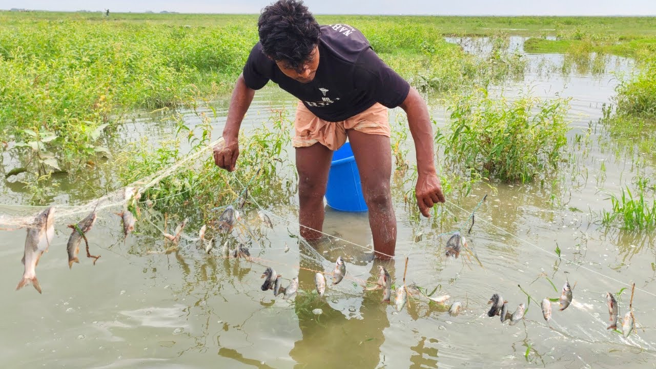 জোয়ারের পানিতে কারেন্ট জাল দিয়ে মাছ ধরা। বর্ষাকালে মাছ ধরা। Fishing in rainy season- Village fishing