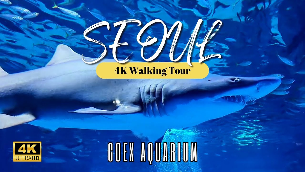 COEX Aquarium:🦈 The Majesty of Sharks | Mystical Aquarium Journey 🦈바다의 최강포식자 상어의 위엄