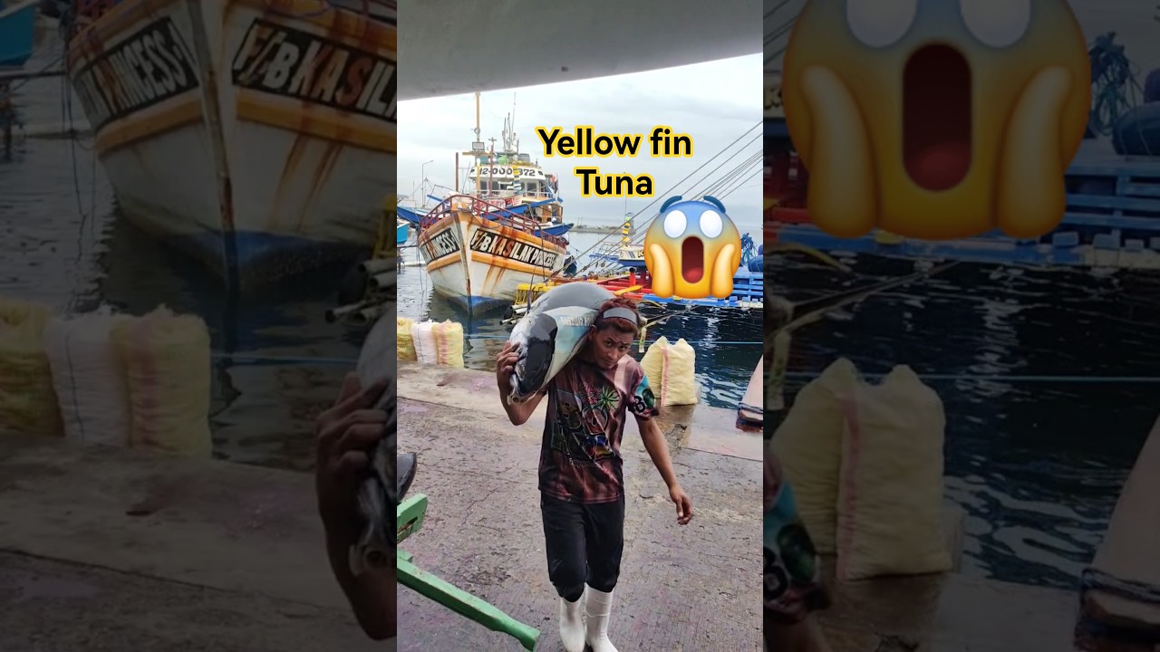 There are still plenty of tuna even though there is a storm. 😱 #tuna #shorts #viral