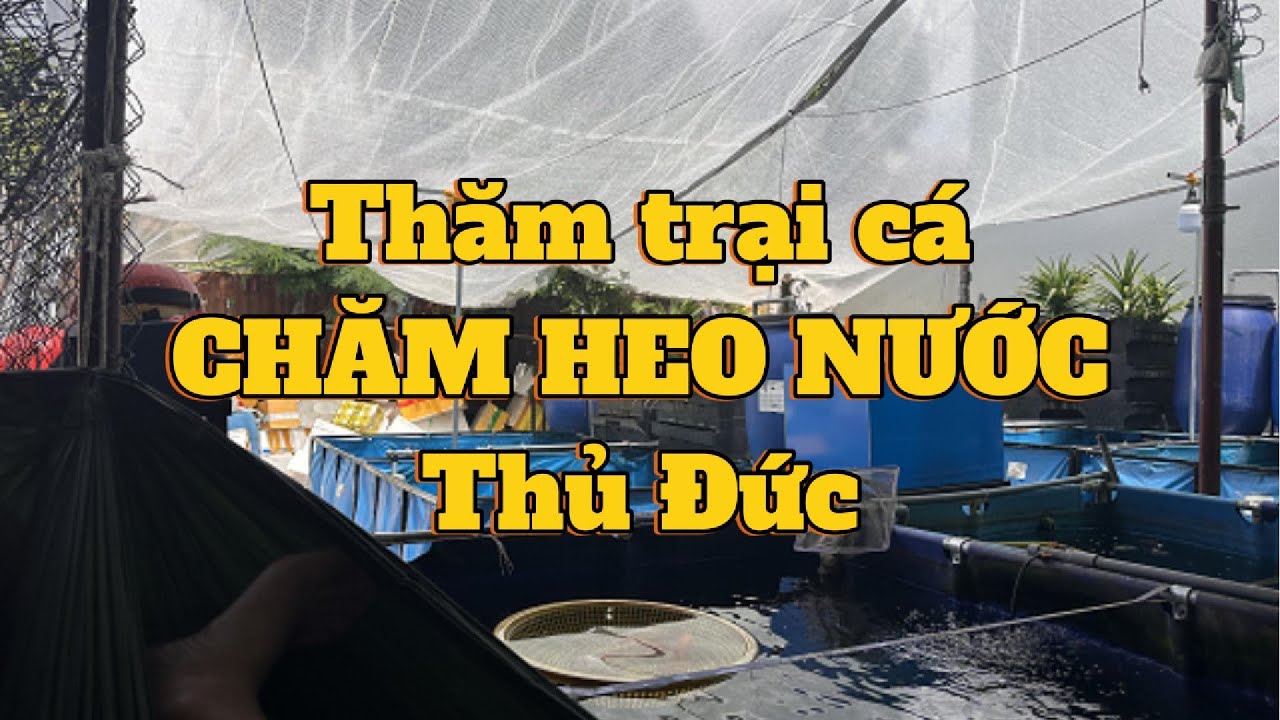 Thăm trại cá vàng CHĂM HEO NƯỚC - Thủ Đức - ranchu tiny, oranda đủ cả