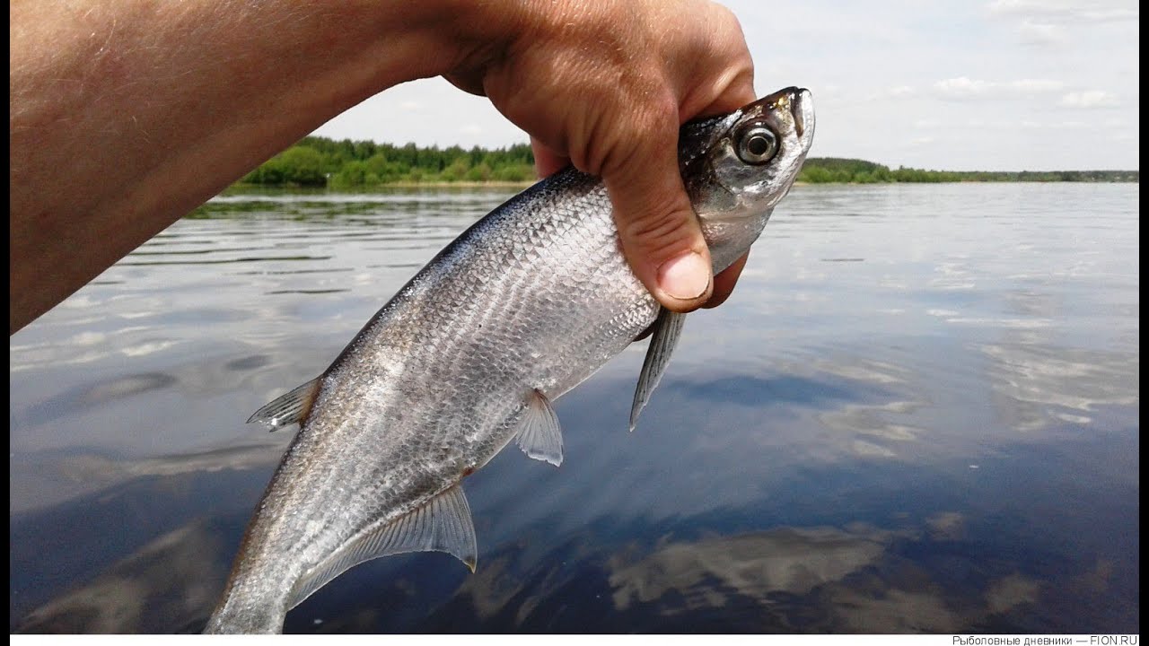 ЧЕХОНЬ на РЕЗИНКУ. С майской рыбалкой на чехонь начинается настоящее приключение! ЧАСТЬ -1.