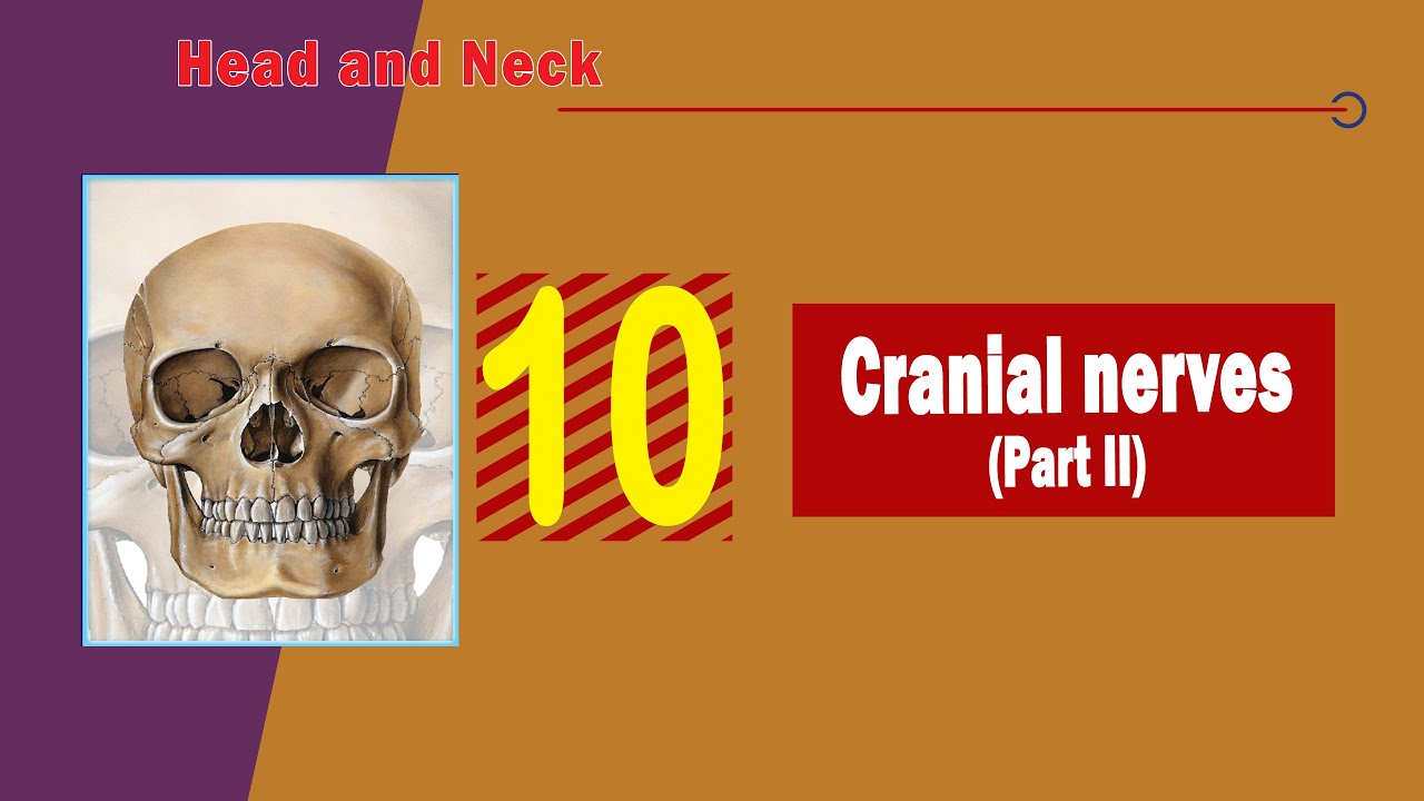 𝟏𝟎. 𝐂𝐫𝐚𝐧𝐢𝐚𝐥 𝐧𝐞𝐫𝐯𝐞𝐬 (𝐏𝐚𝐫𝐭 𝐈𝐈) (𝐋𝐚𝐬𝐭 𝐟𝐨𝐮𝐫 𝐜𝐫𝐚𝐧𝐢𝐚𝐥 𝐧𝐞𝐫𝐯𝐞𝐬) 4️⃣(الأعصاب القحفية الأربعة الأخيرة)
