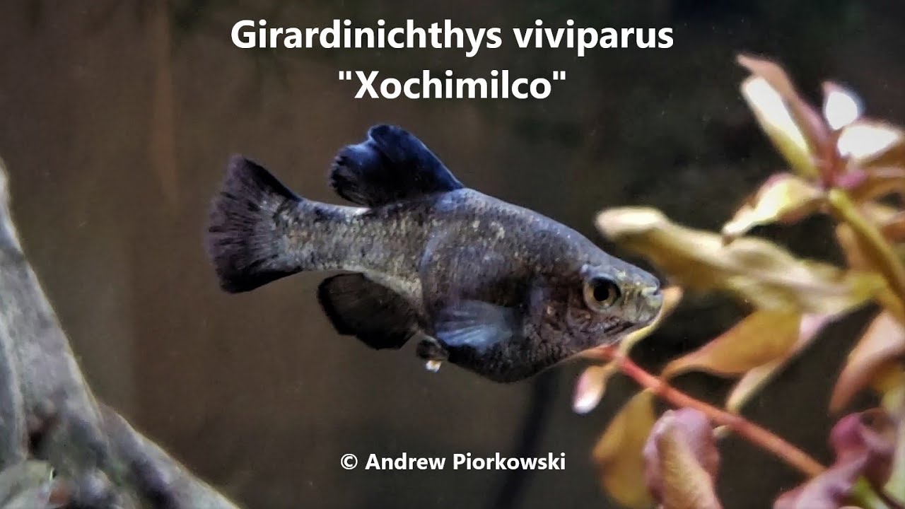 Girardinichthys viviparus 