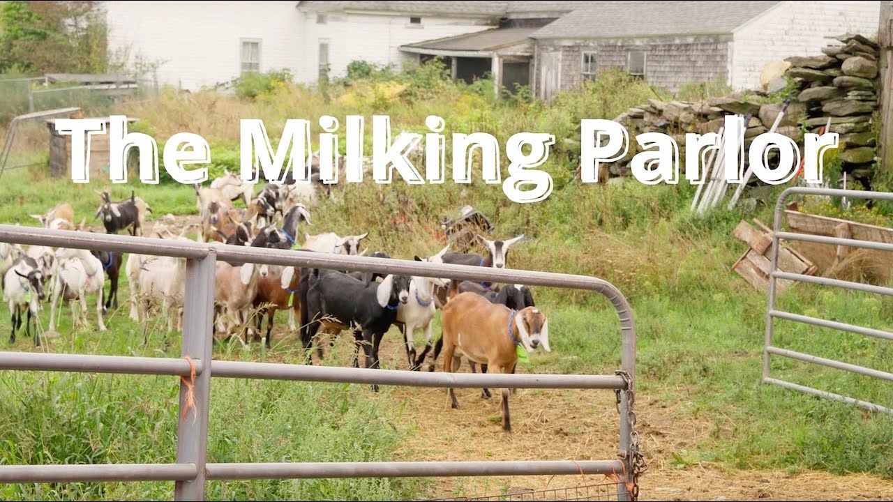 Pumpkin Vine Family Farm's NEW Goat Milking Parlor with elevated cascading stand and pipeline.