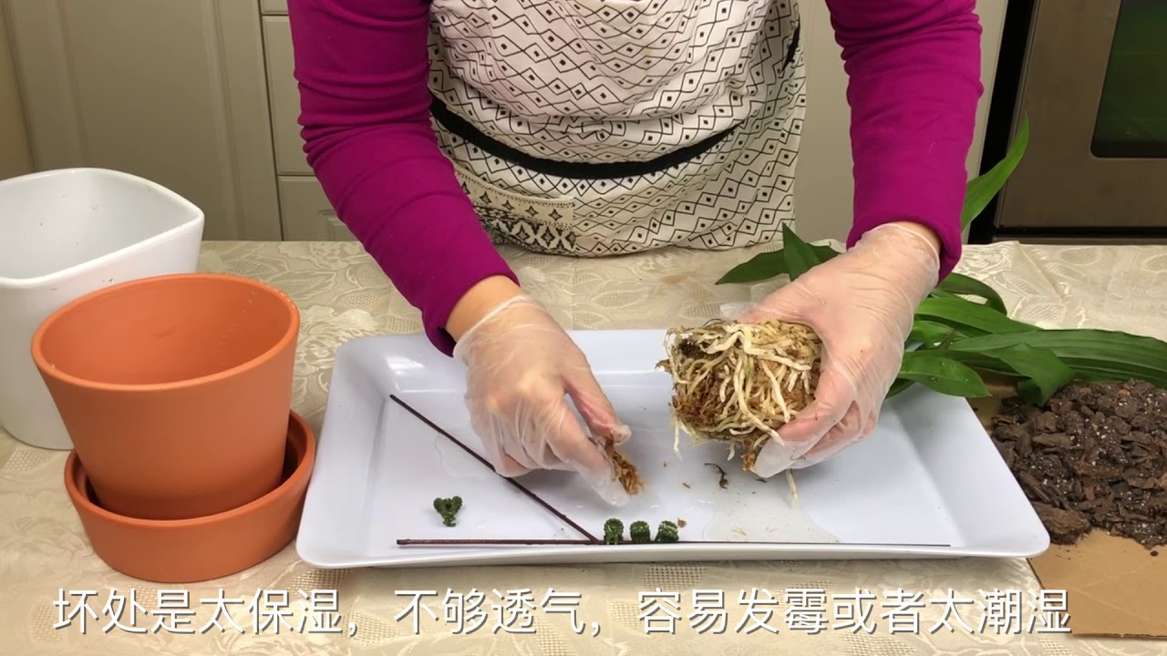 【彬彬有院】 花•  分享如何给轭瓣兰（紫香兰）换盆//Zygopetalum repotting and Care