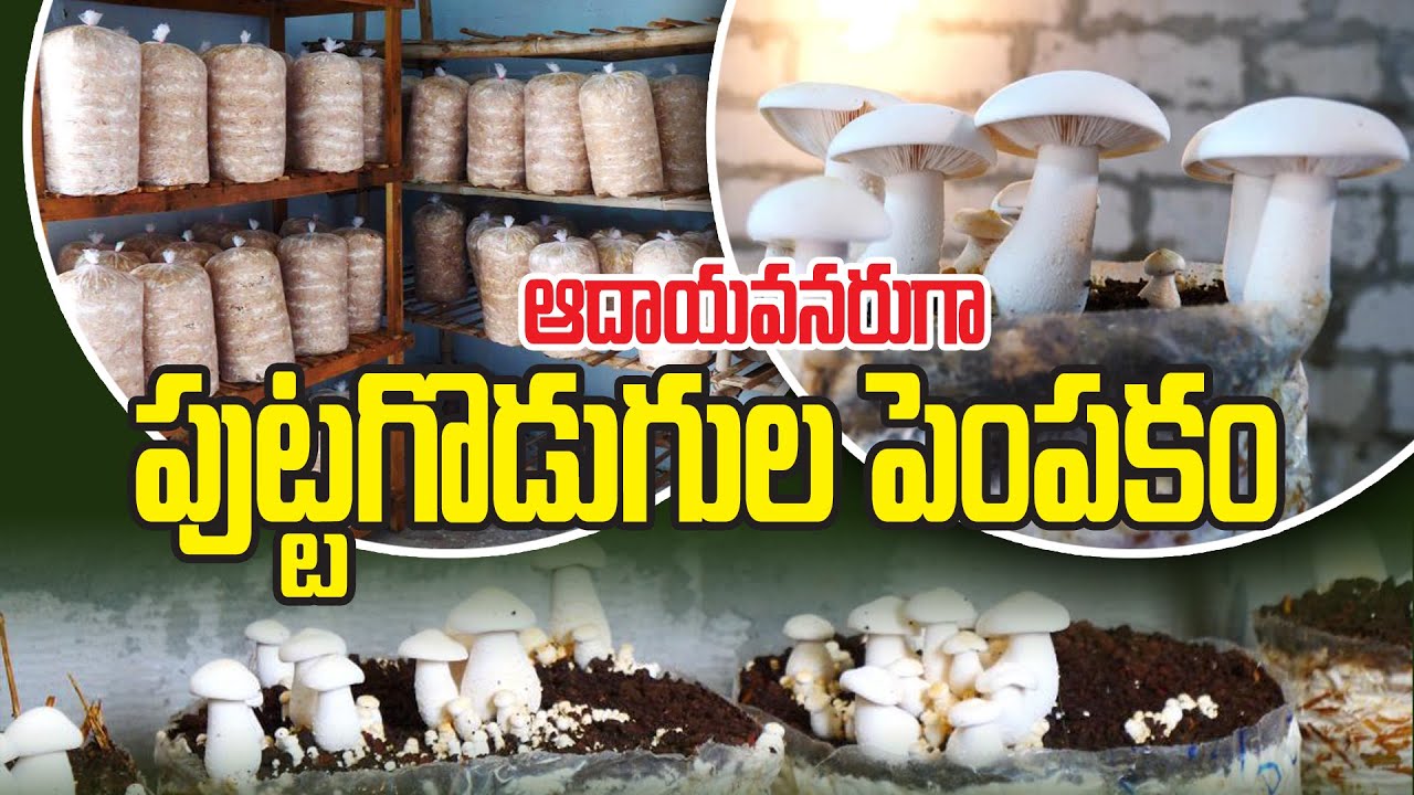 Mushroom Cultivation || లాభాల పుట్టగొడుగులు || B Rajeshwari