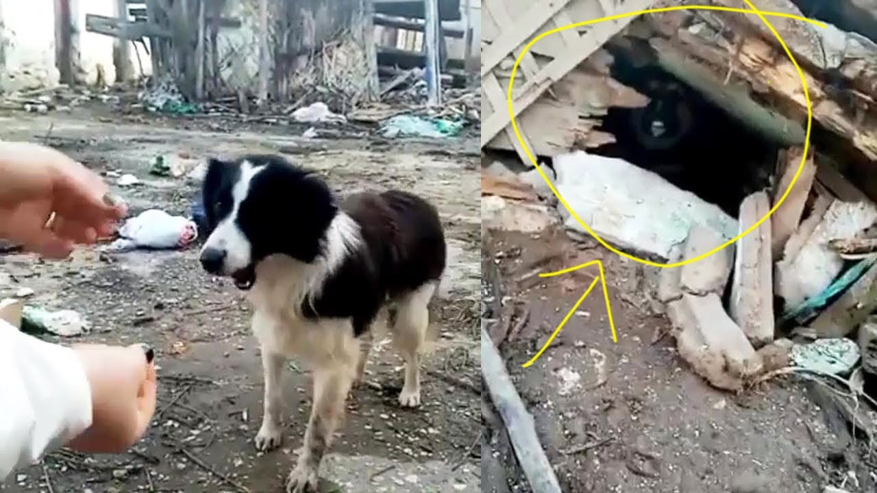 The mother dog with a broken jaw squeezed her strength to feed her puppies