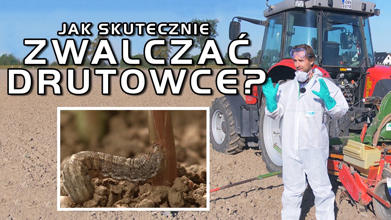 Jak skutecznie zwalczać DRUTOWCE w kukurydzy?