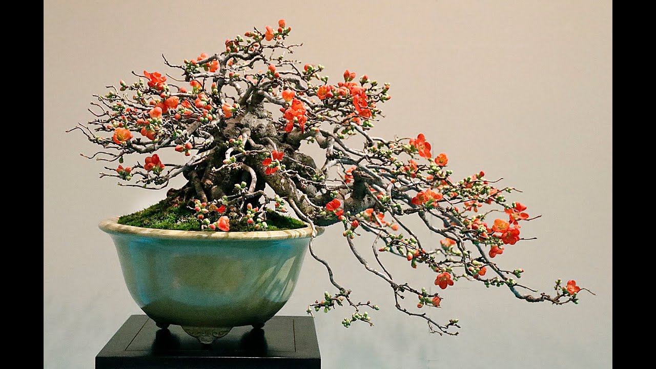Flowering Quince for Bonsai