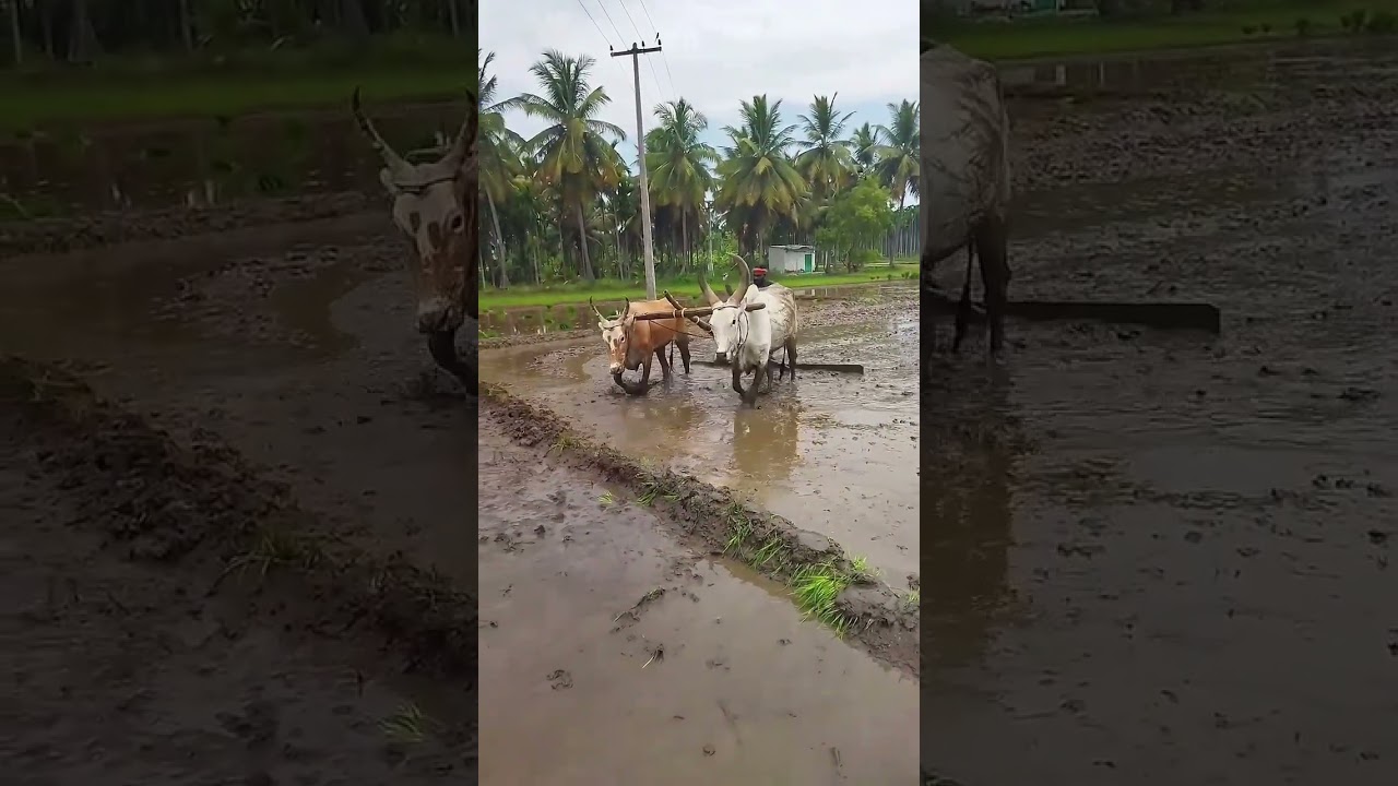 #trending #shorts #short #viral #villagelife #nature #tamil #reels #village #love #youtube #ytshorts