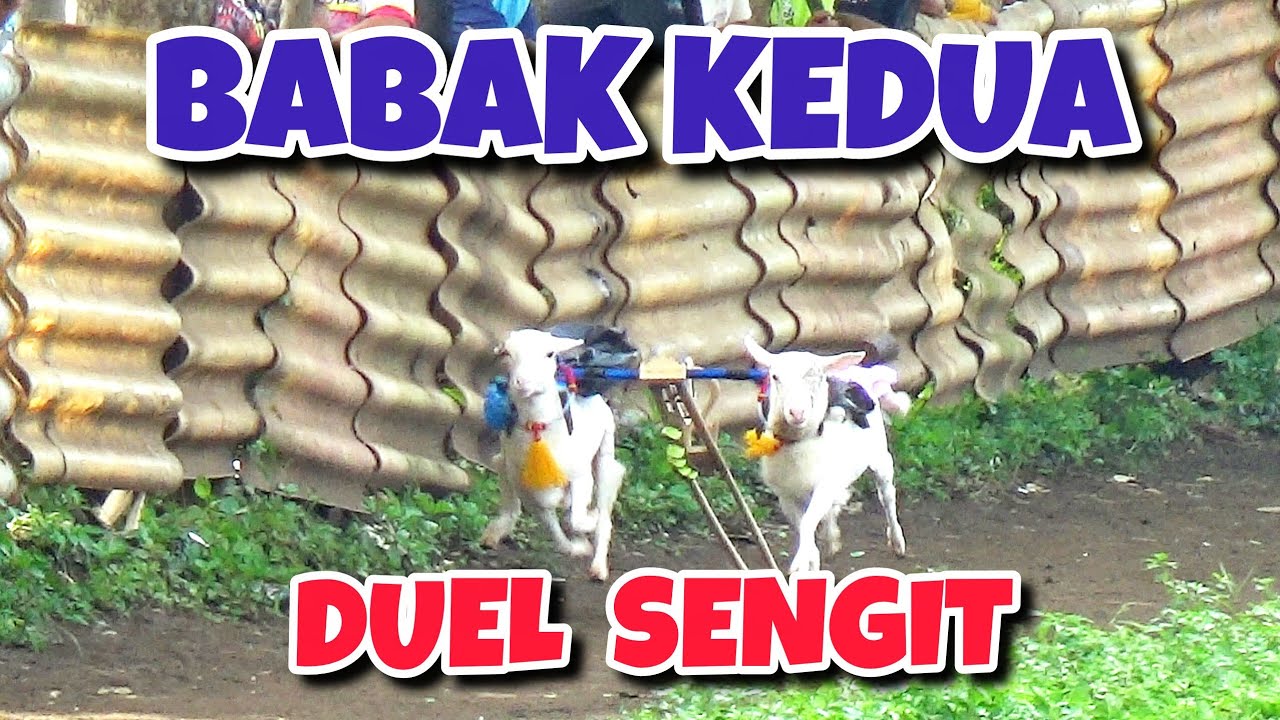 BABAK KEDUA KARAPAN KAMBING AWAL TAHUN 2026