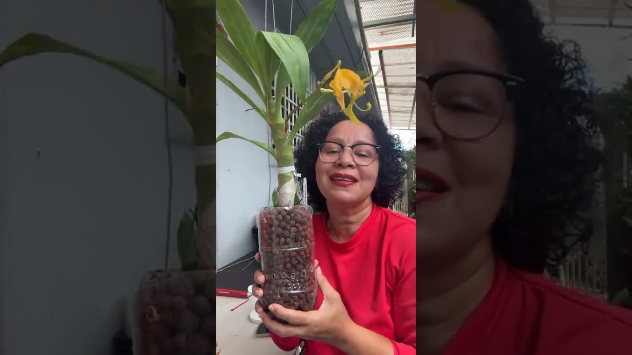 Compraste una orquídea de un color y resultó ser otro color?