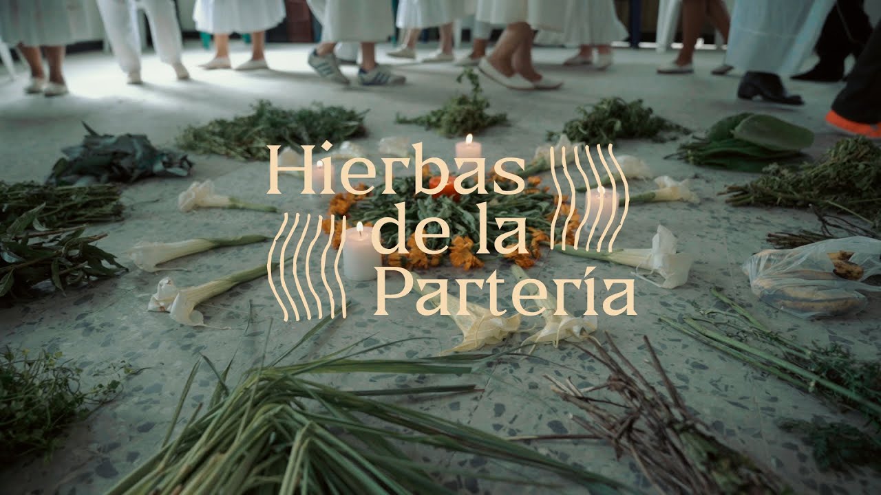 Plantas de poder | Plantas sagradas de la partería indígena