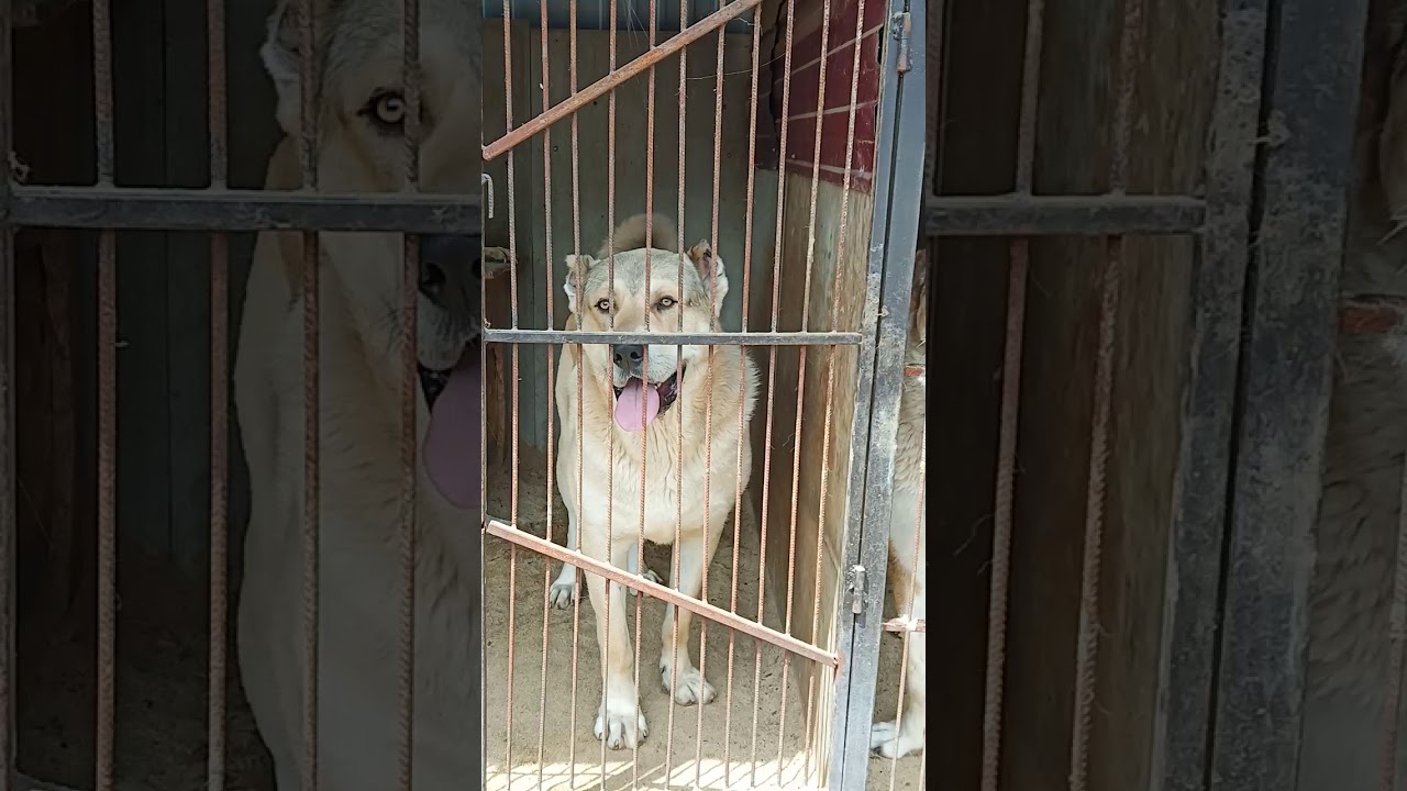 Питомник Рэмбо 25.05.2020