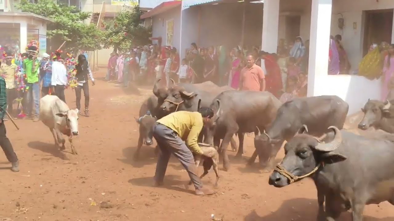 मातर new vloge बकरा बलि #viral #vlog #diwali 