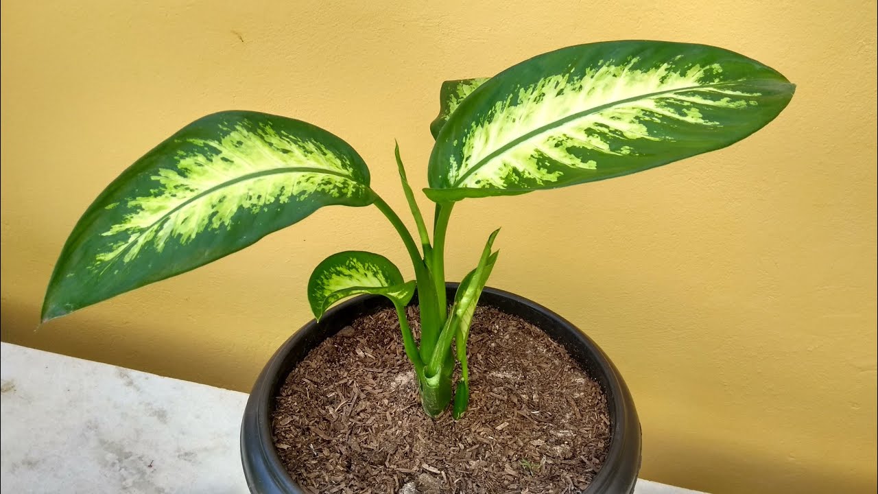 Comigo ninguém pode: como plantar e cuidar.