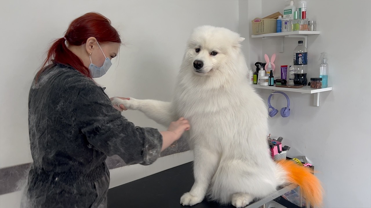 Samoyed Grooming Transformation | So Much Fur Removed! Extreme Deshedding