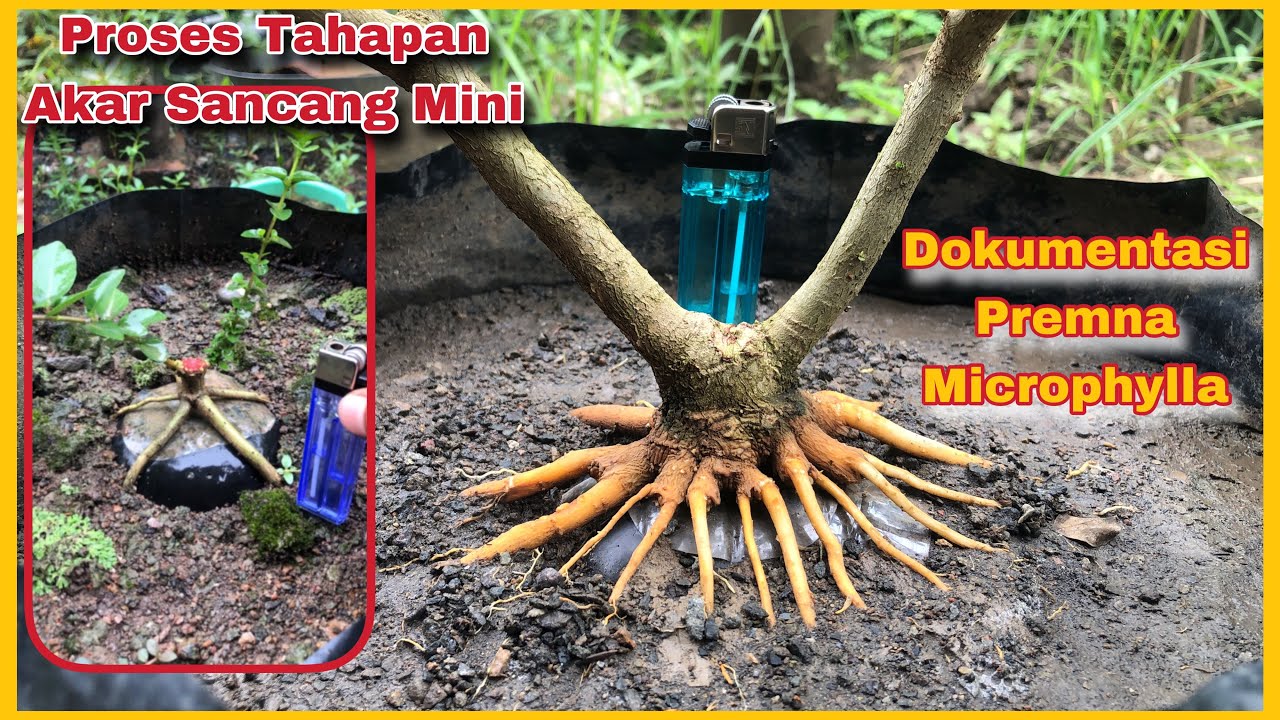 Proses tahapan akar sancang mini Premna microphylla